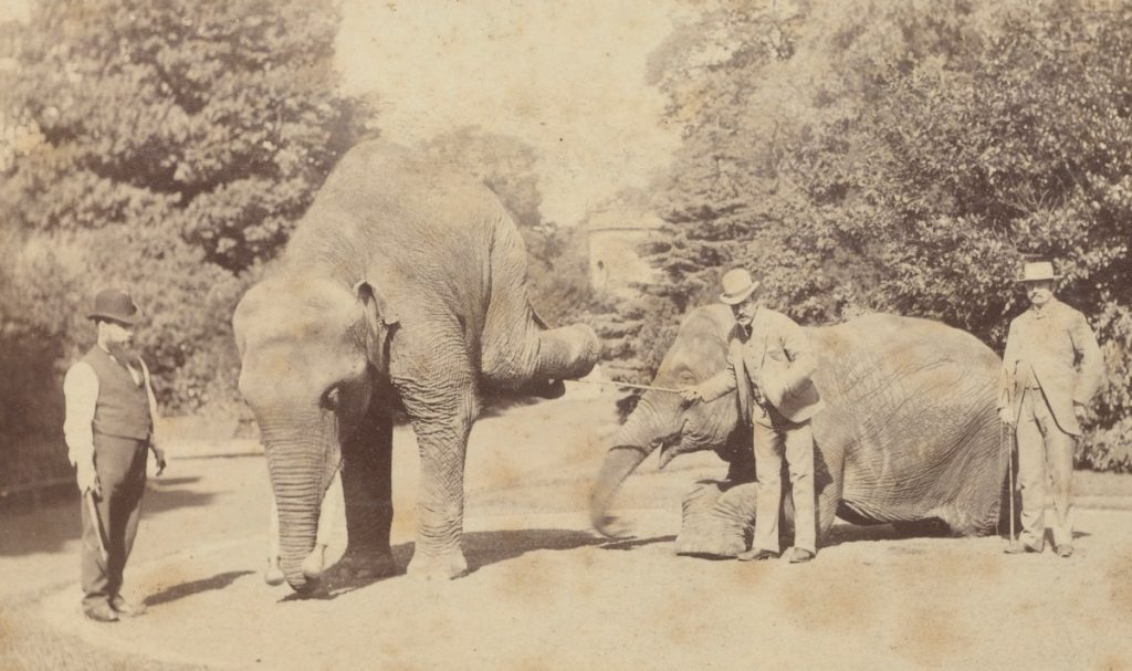 An old photograph of two elephants with three people around them