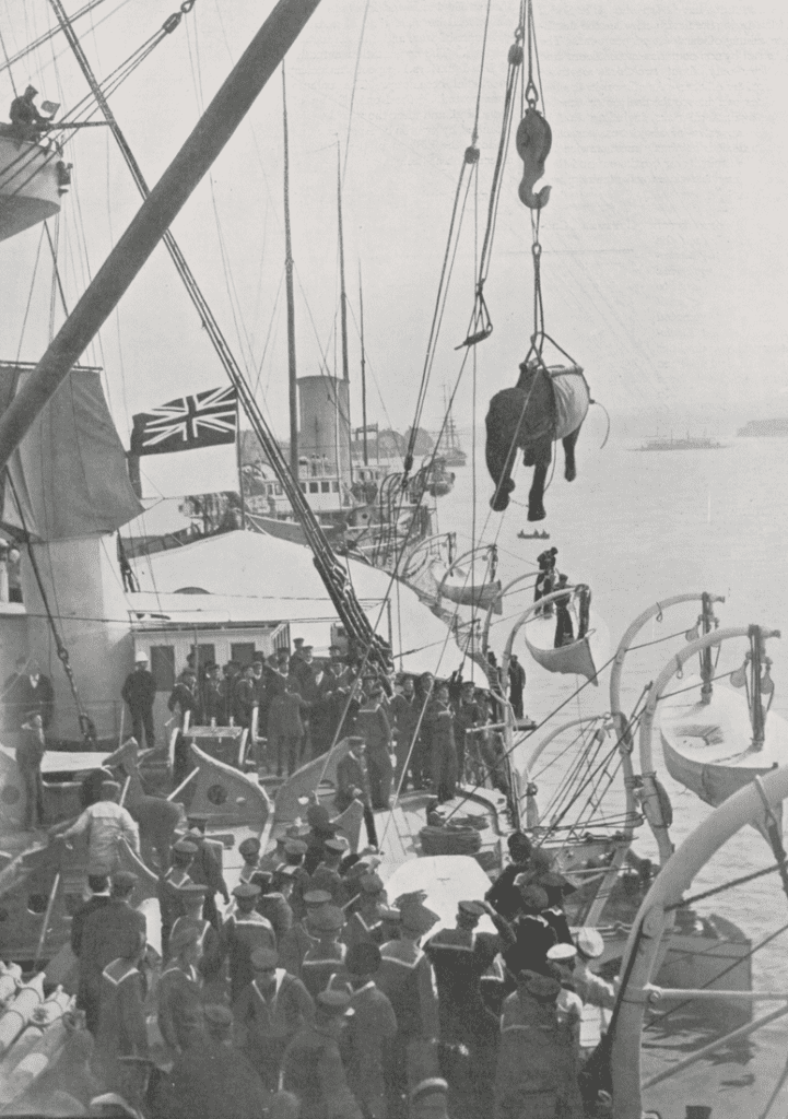 An elephant being lifted by a crane off of a ship