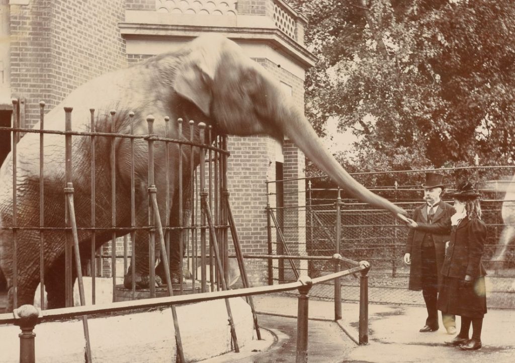 A girl feeding an elephant while a man looks on