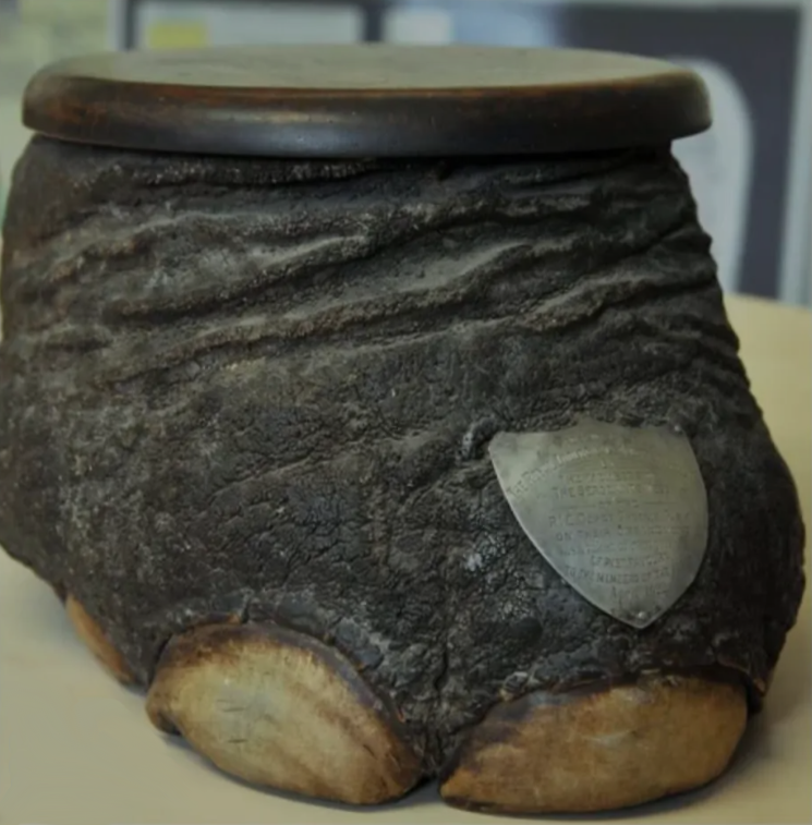 An elephant's foot, taxidermied