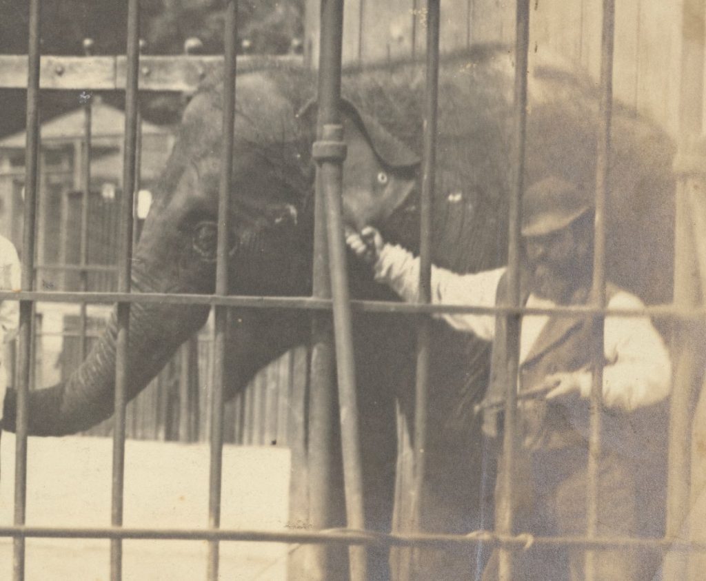 A man holding an elephant by the ear